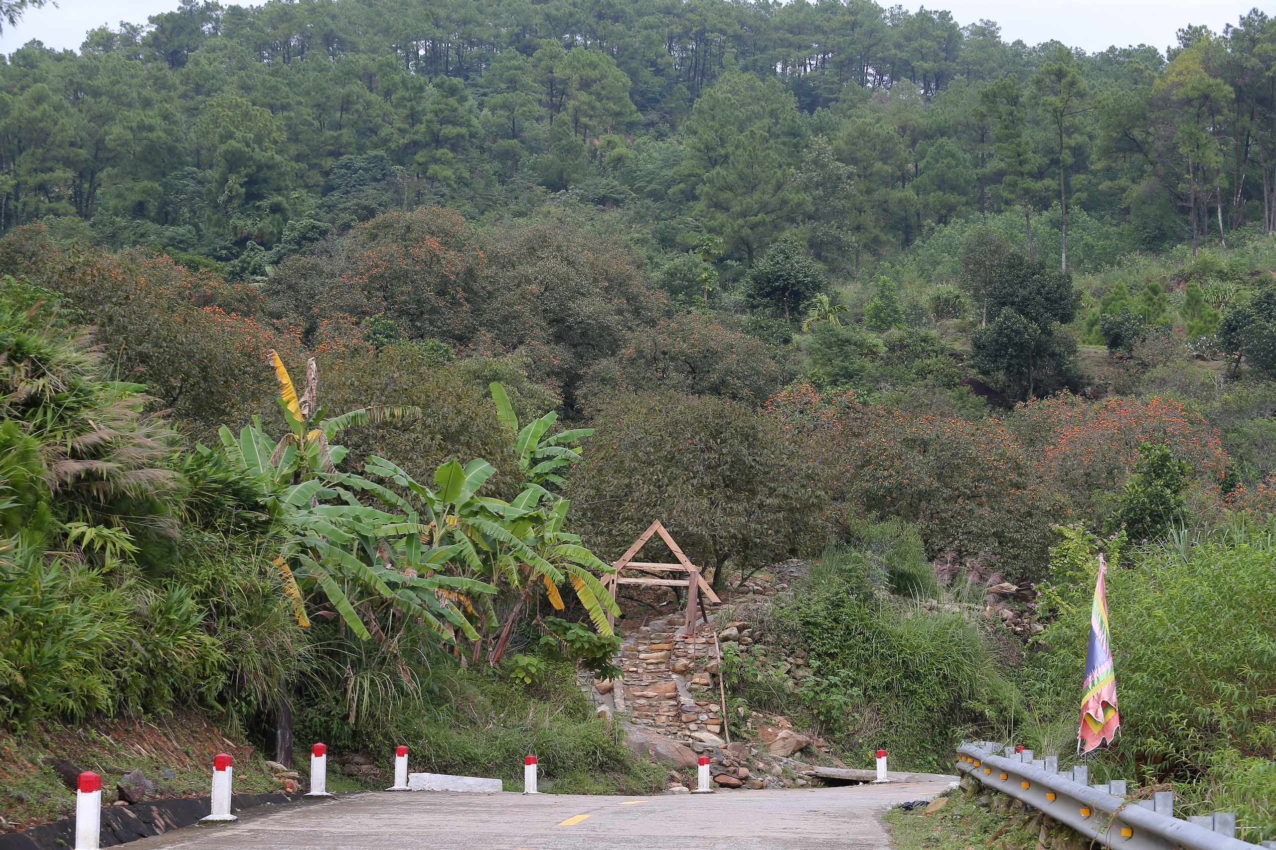 Vườn hồng chín mọng hút khách check-in ở Nghệ An