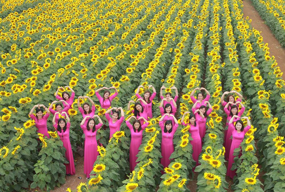 Nghệ An sẽ có tour 2 ngày 1 đêm khám phá thung lũng hoa tam giác mạch