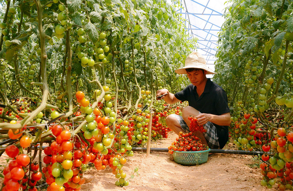 Đà Lạt phát triển du lịch canh nông