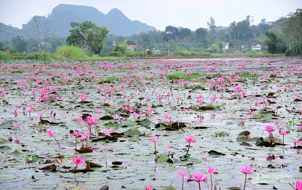 Hoa súng nhuộm tím các hồ nước tại Tân Kỳ