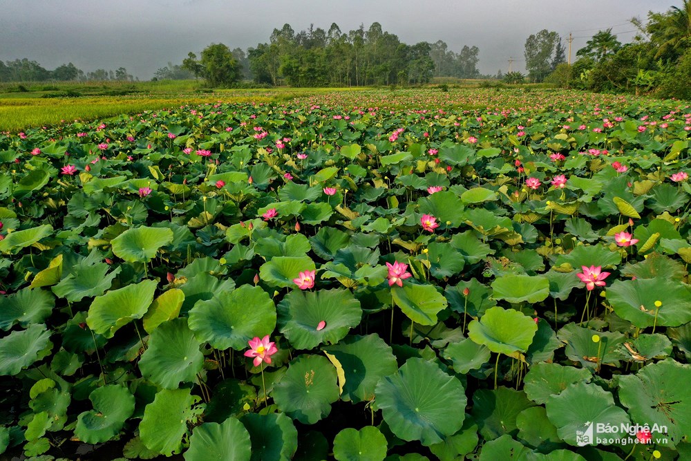 Về với mùa sen xứ Nghệ, tháng Năm này