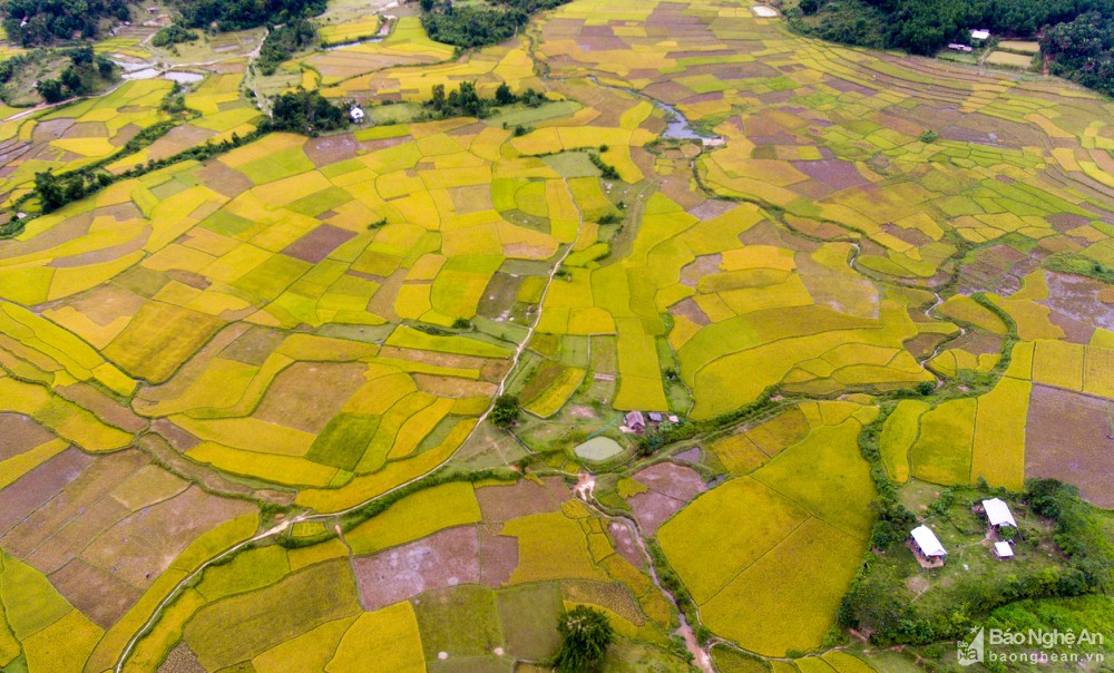 Có một “thung lũng vàng Tú Lệ” ở miền Tây xứ Nghệ