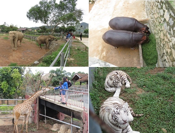 Khu du lịch Mường Thanh Safari Land có gì chơi, tham quan? Kinh nghiệm đi tham quan, du lịch Mường Thanh Diễn Châu