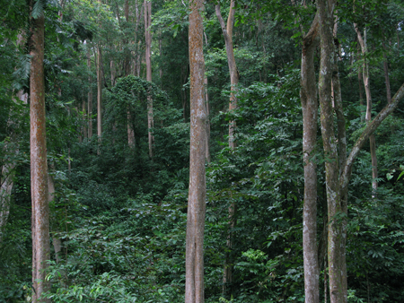 Xuyên rừng quốc gia Pù Mát: Kỳ bí “địa đàng xanh”