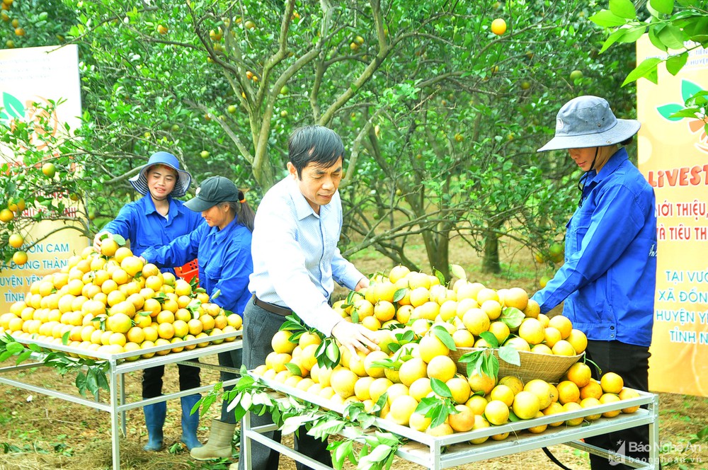 Livestream trực tiếp giới thiệu, quảng bá sản phẩm cam Vinh