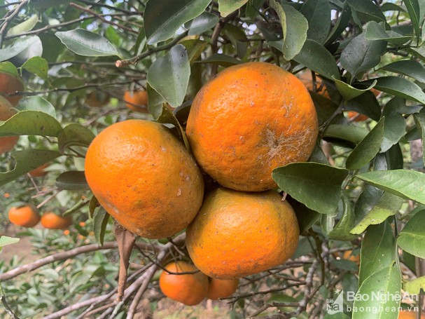 Anh Sơn phát triển thương hiệu cam bù thành sản phẩm chủ lực