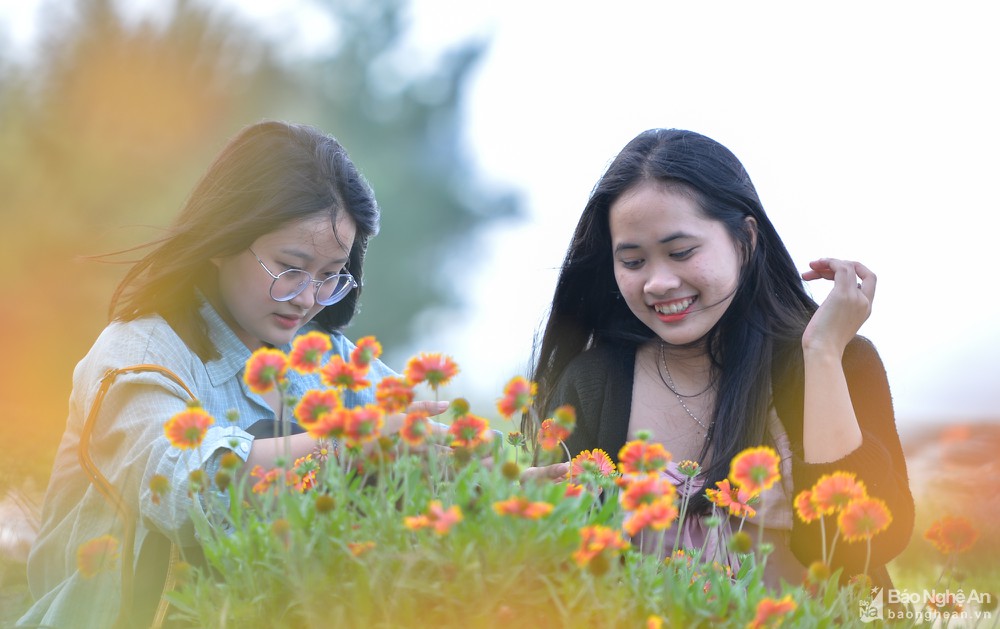 Sẽ có điểm check-in với bạt ngàn hoa cúc biển tại Cửa Lò