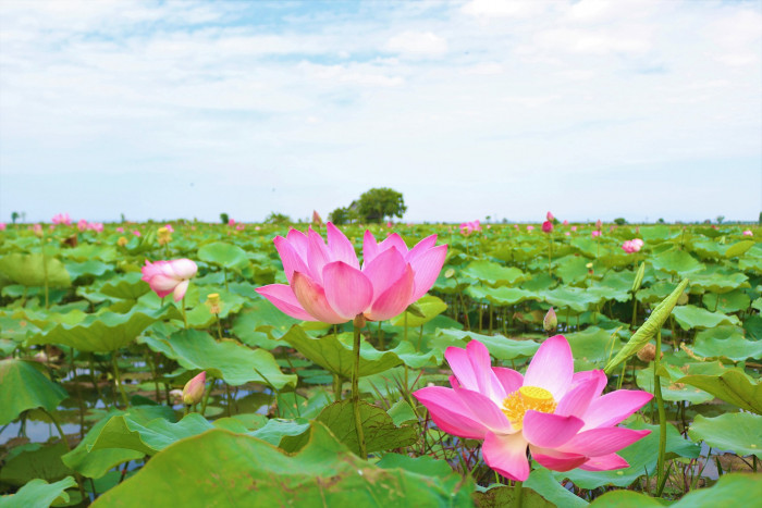 Nghệ An đặt dấu ấn về ẩm thực sen trên bản đồ du lịch Ẩm thực Việt Nam